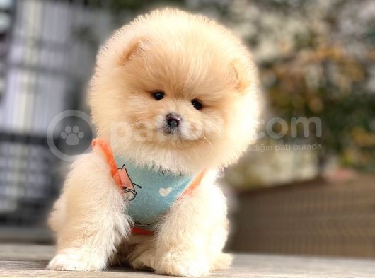 Mini Minnoş Pomeranian Bebeklerimiz görsel
