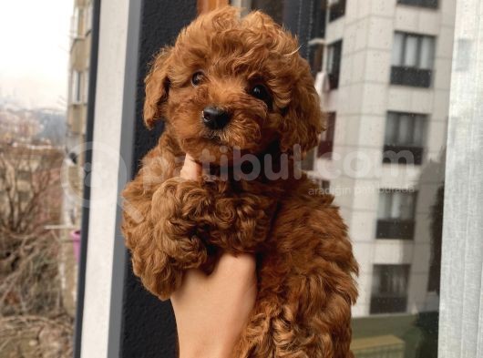 Aşılı Pasaportlu Toypoodle Bebekler görsel
