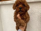 Üst Kalite Poodle Bebekler
