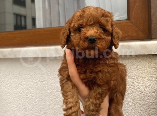 Üst Kalite Poodle Bebekler görsel