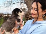 Husky Bebeğim