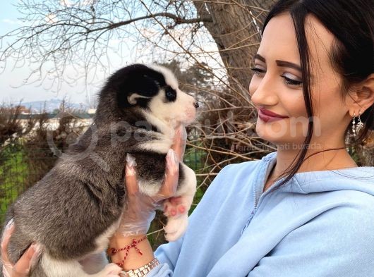 Husky Bebeğim