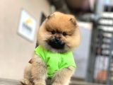 Mini Minnoş Pomeranian Bebeklerimiz