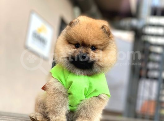 Mini Minnoş Pomeranian Bebeklerimiz görsel
