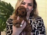 Görünce Aşık Olacağınız Oyuncu Sevimli Harika Toy Poodle Yavrularımız