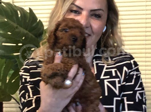 Görünce Aşık Olacağınız Oyuncu Sevimli Harika Toy Poodle Yavrularımız görsel