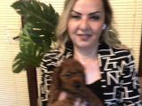 Görünce Aşık Olacağınız Oyuncu Sevimli Harika Toy Poodle Yavrularımız