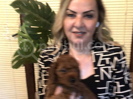 Görünce Aşık Olacağınız Oyuncu Sevimli Harika Toy Poodle Yavrularımız görsel