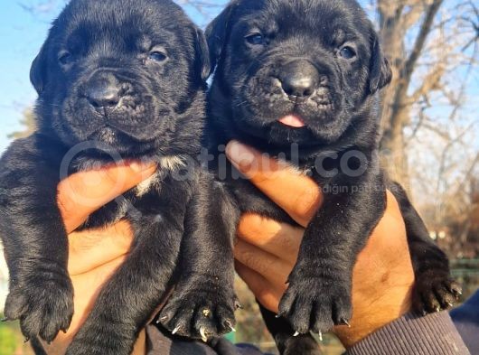 Siyah Cane Corso Yavrular