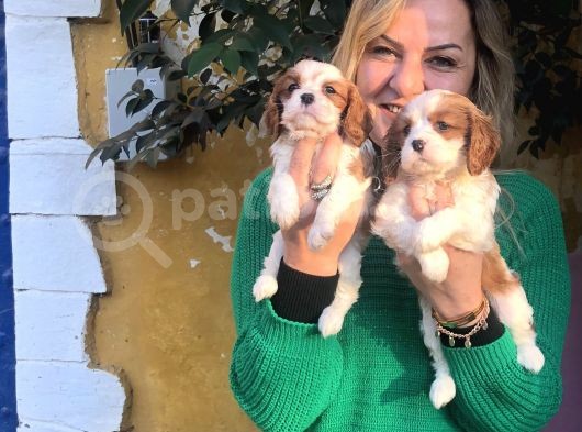 bebek gibi tatlı  Sevimli Cavalier king Charles Yavrularımız