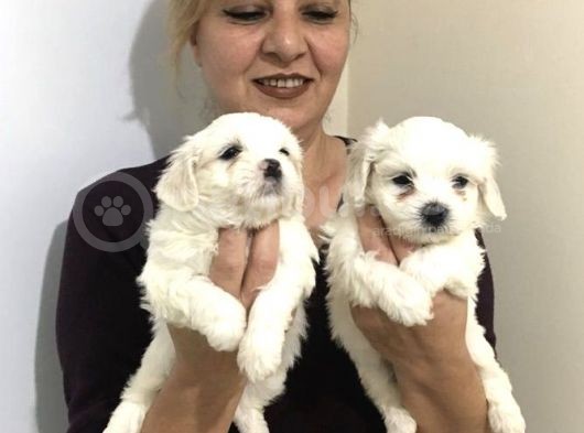 Pamuk Şeker Maltese Terrier Yavrularımız görsel