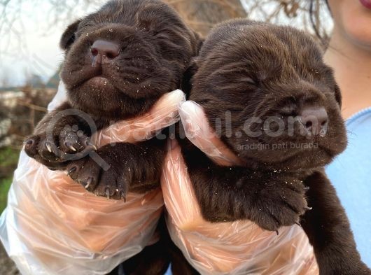 Çikolata Labrador Bebeklerim Hem Zeki Hem Oyuncu ❤️