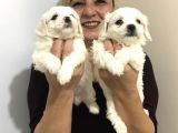 Pamuk Şeker Maltese Terrier Yavrularımız