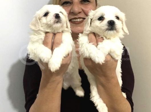 Pamuk Şeker Maltese Terrier Yavrularımız görsel