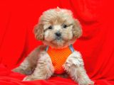 ORJİNAL MALTİPO YAVRULAR