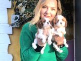 Bebek Gibi Tatlı  Sevimli Cavalier King Charles Yavrularımız