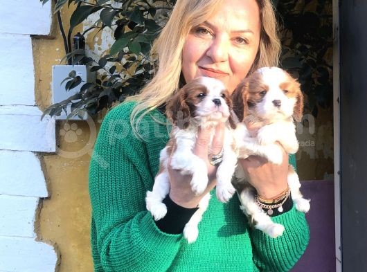 Bebek Gibi Tatlı  Sevimli Cavalier King Charles Yavrularımız görsel