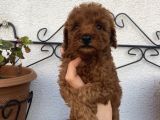 Ev Ortamında Büyüyen Poodle Bebekler
