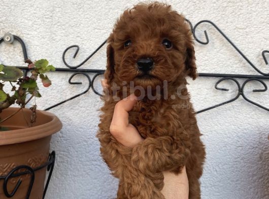 Ev Ortamında Büyüyen Poodle Bebekler görsel