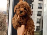 Çocuklarınıza En İyi Arkadaş Poodle Bebekler