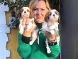 Bebek Gibi Tatlı  Sevimli Cavalier King Charles Yavrularımız