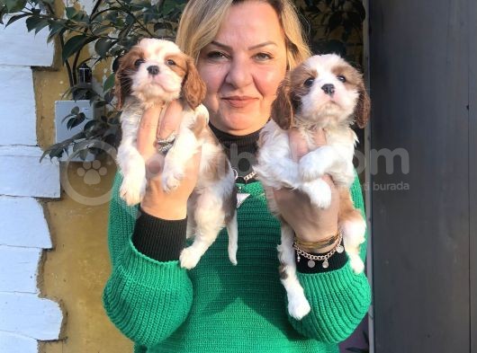 Bebek Gibi Tatlı  Sevimli Cavalier King Charles Yavrularımız görsel
