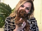 Görünce Aşık Olacağınız Oyuncu Sevimli Harika Toy Poodle Yavrularımız