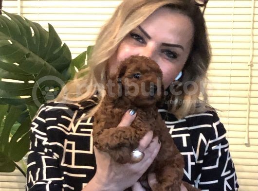 Görünce Aşık Olacağınız Oyuncu Sevimli Harika Toy Poodle Yavrularımız görsel