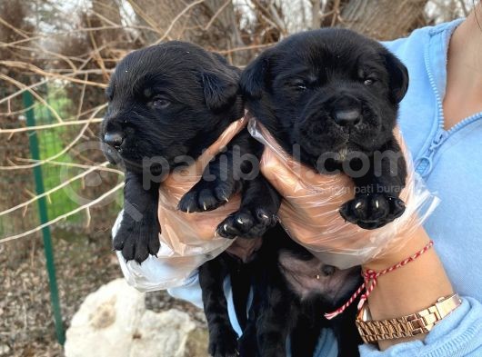 Siyah Inci  Labrador Yavrularımız görsel