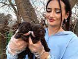 Çikolata Labrador Bebeklerim Hem Zeki Hem Oyuncu ❤️