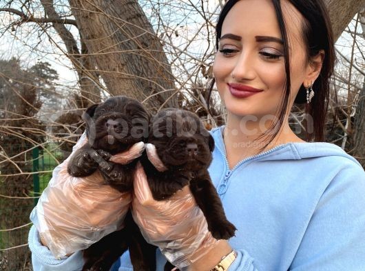 Çikolata Labrador Bebeklerim Hem Zeki Hem Oyuncu ❤️ görsel