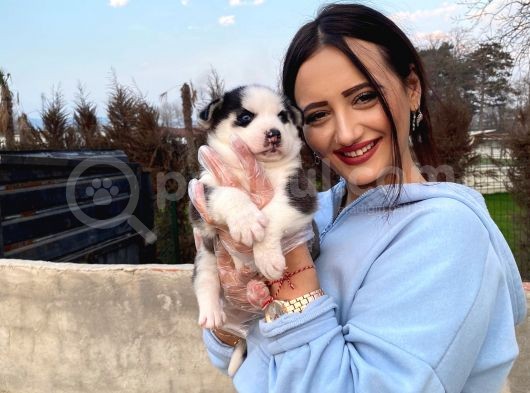 Husky Bebeğim görsel
