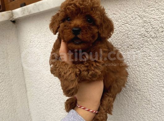 Üst Kalite Poodle Bebekler
