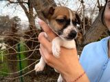 Jack Russel Bebeğim