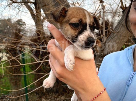 Jack Russel Bebeğim görsel