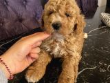 Birbirinden Oyuncu Poodle Bebekler Apricot