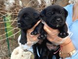 Siyah Inci  Labrador Yavrularımız