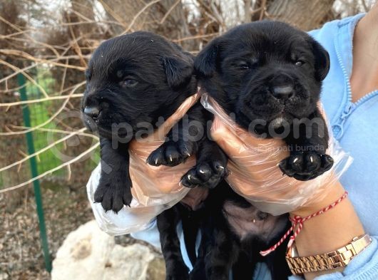 Siyah Inci  Labrador Yavrularımız görsel