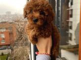 Çocuklarınıza En İyi Arkadaş Poodle Bebekler