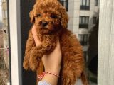 Ev Doğumlu Poodle Bebeklerimiz