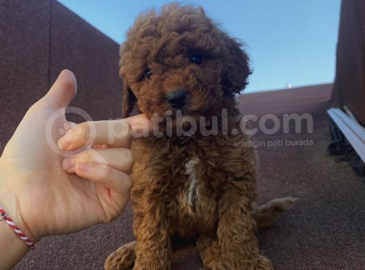 Ev Ortamında Büyüyen Poodle Bebekler görsel