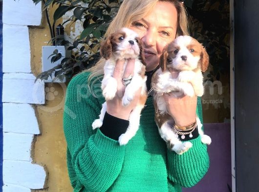 Bebek Gibi Tatlı  Sevimli Cavalier King Charles Yavrularımız görsel