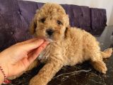 Birbirinden Oyuncu Poodle Bebekler Apricot