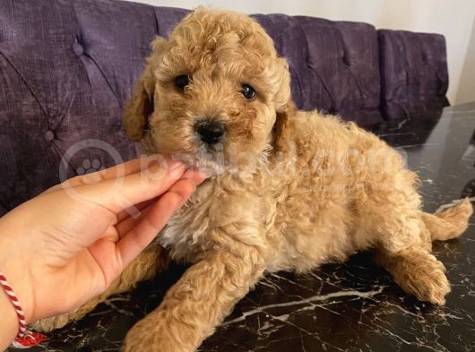 Birbirinden Oyuncu Poodle Bebekler Apricot görsel