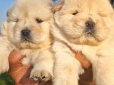 ayıcık gibi chow chow  yavruları