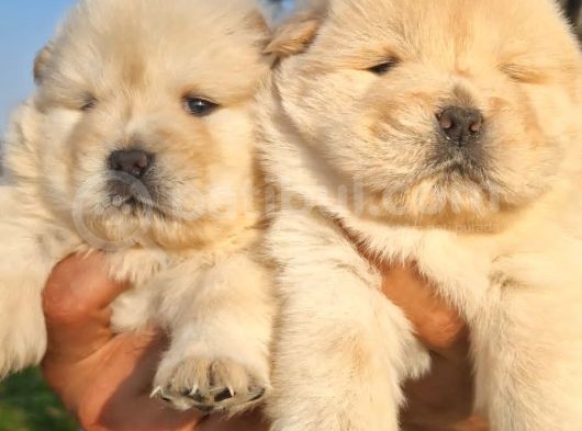 Ayıcık Gibi Chow Chow  Yavruları