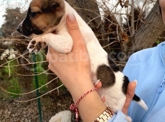 Jack Russel Bebeğim görsel