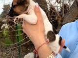 Jack Russel Bebeğim