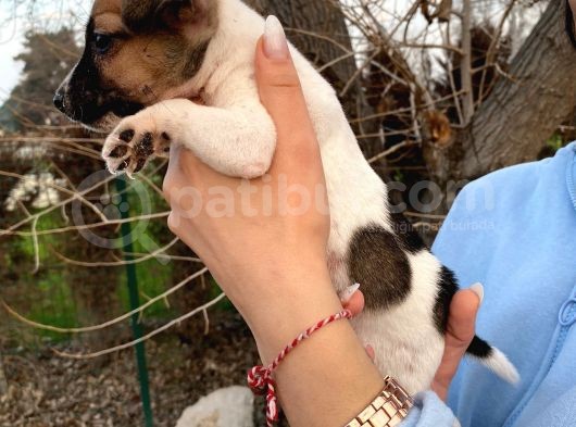 Jack Russel Bebeğim görsel