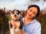 mavi gözlü maskeli Husky Bebeğim